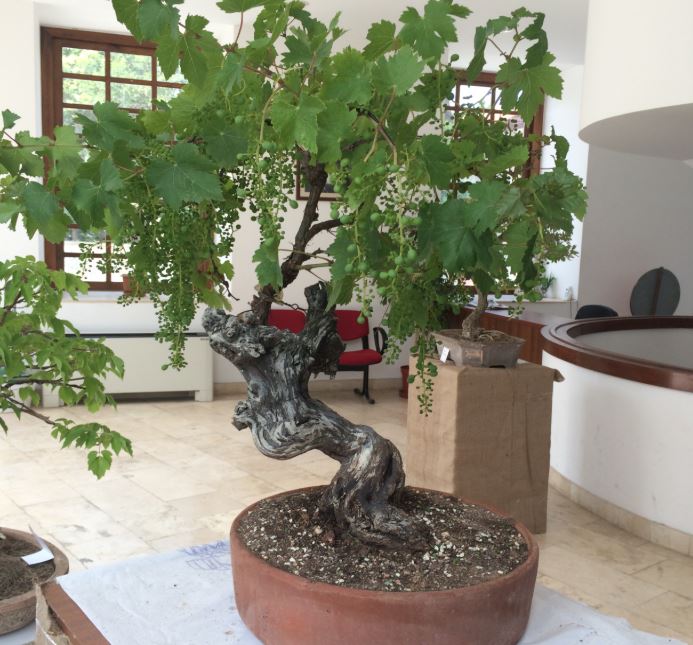 2015 Urla Bonsai Sergisi
