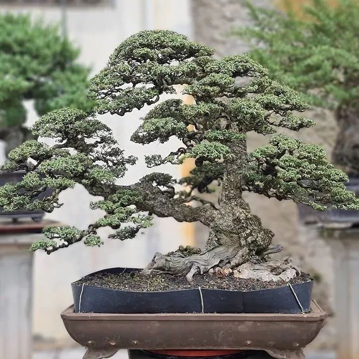 Bonsai Sanatı