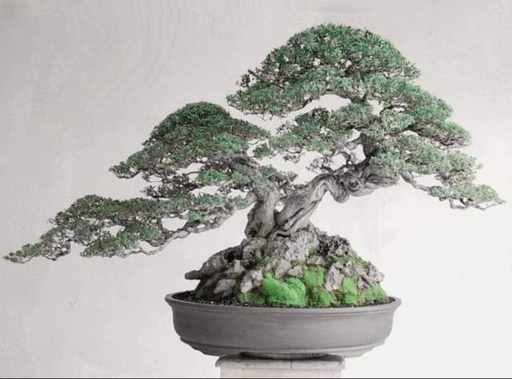 Bonsai Detay