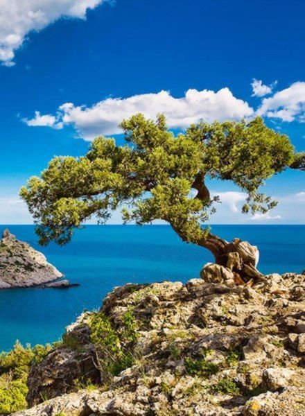 Bonsai Ağaç Türleri