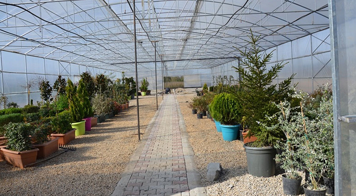 Fidanlıktan Bonsai Adayı Ağaç