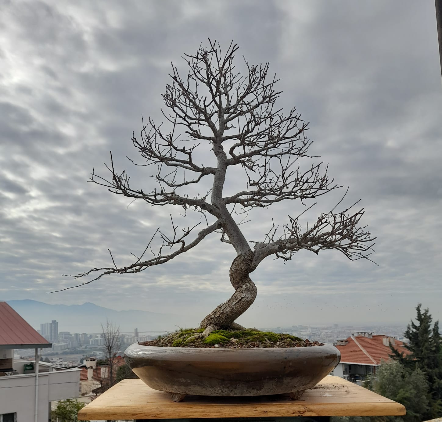 Ulmus Bonsai