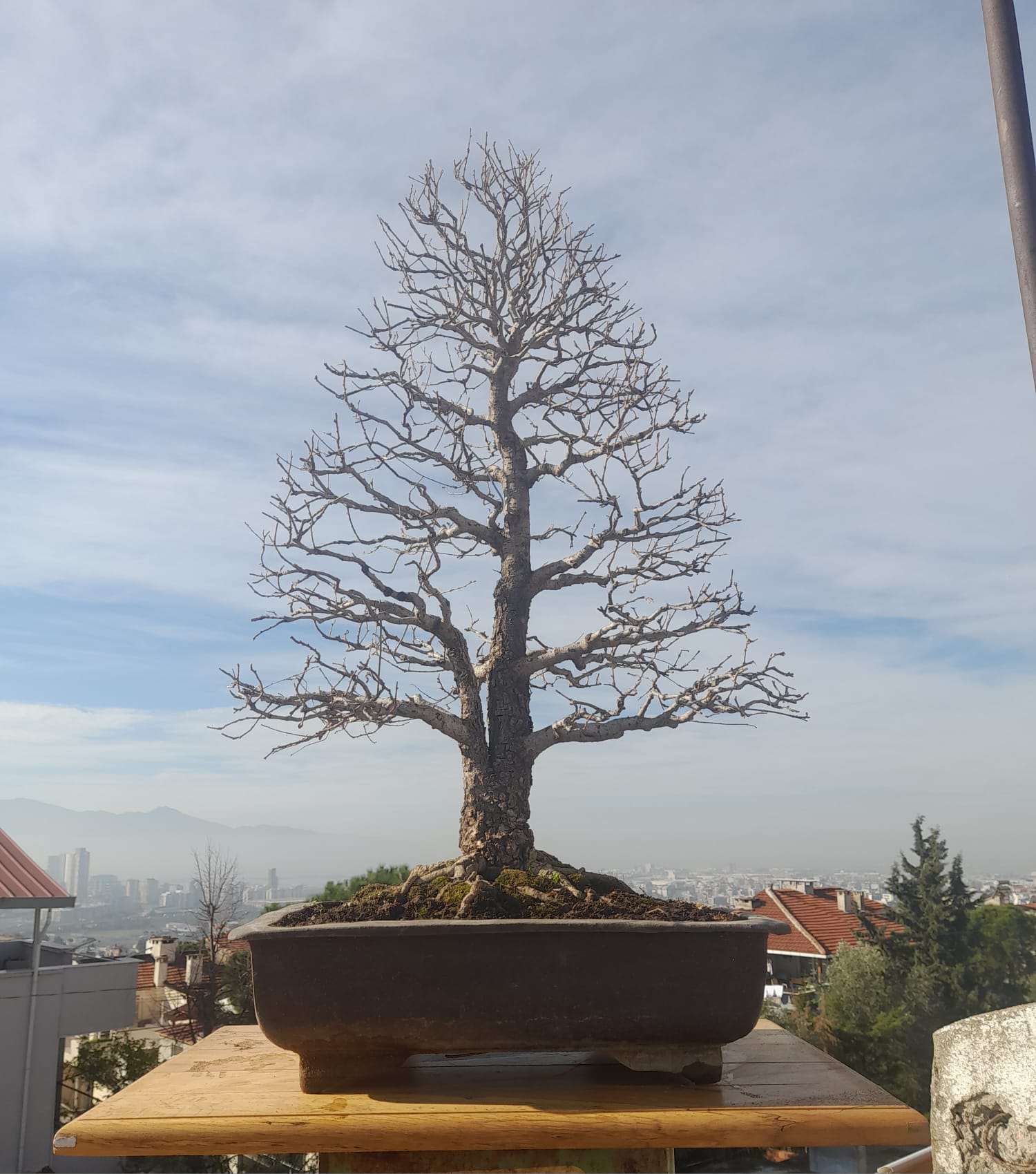 Ulmus Bonsai