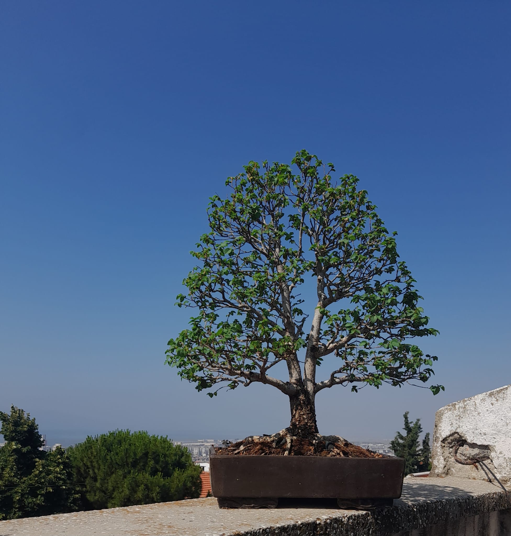 Ulmus Bonsai
