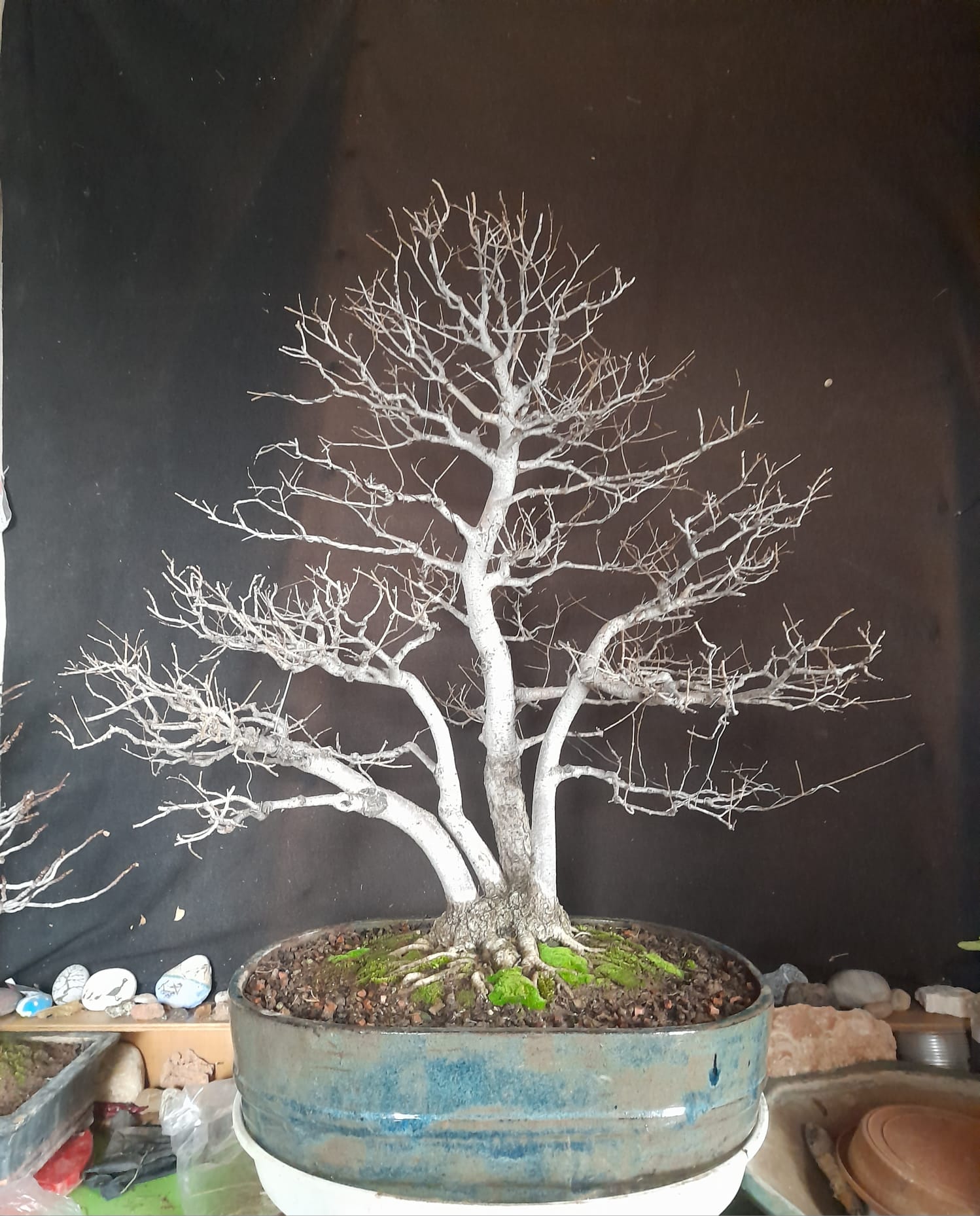 Ulmus Bonsai