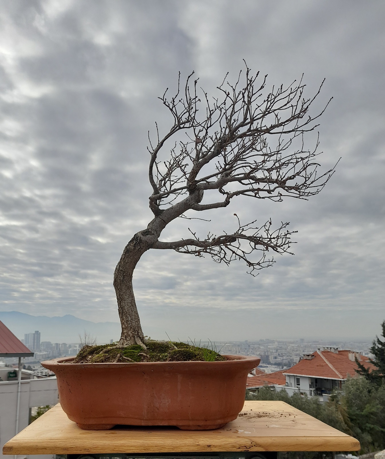 Ulmus Bonsai