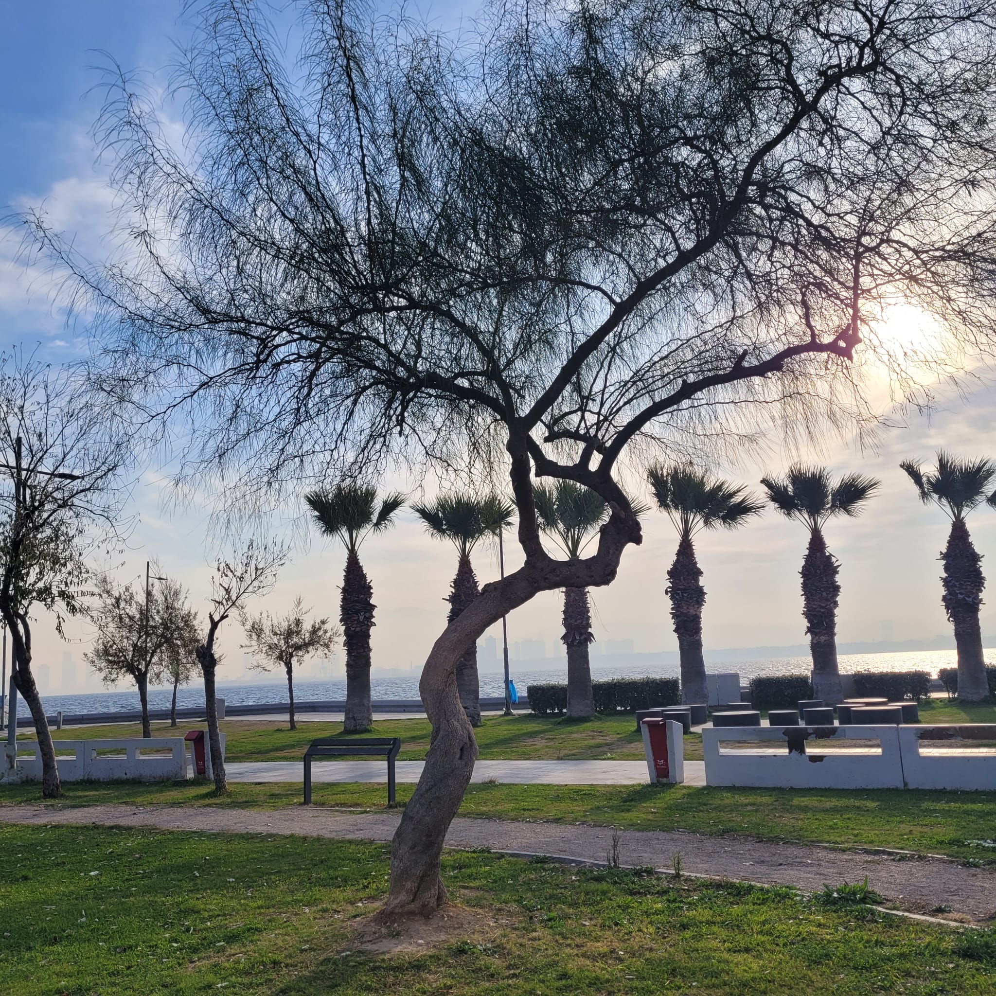 Doğada Ağaç Formları