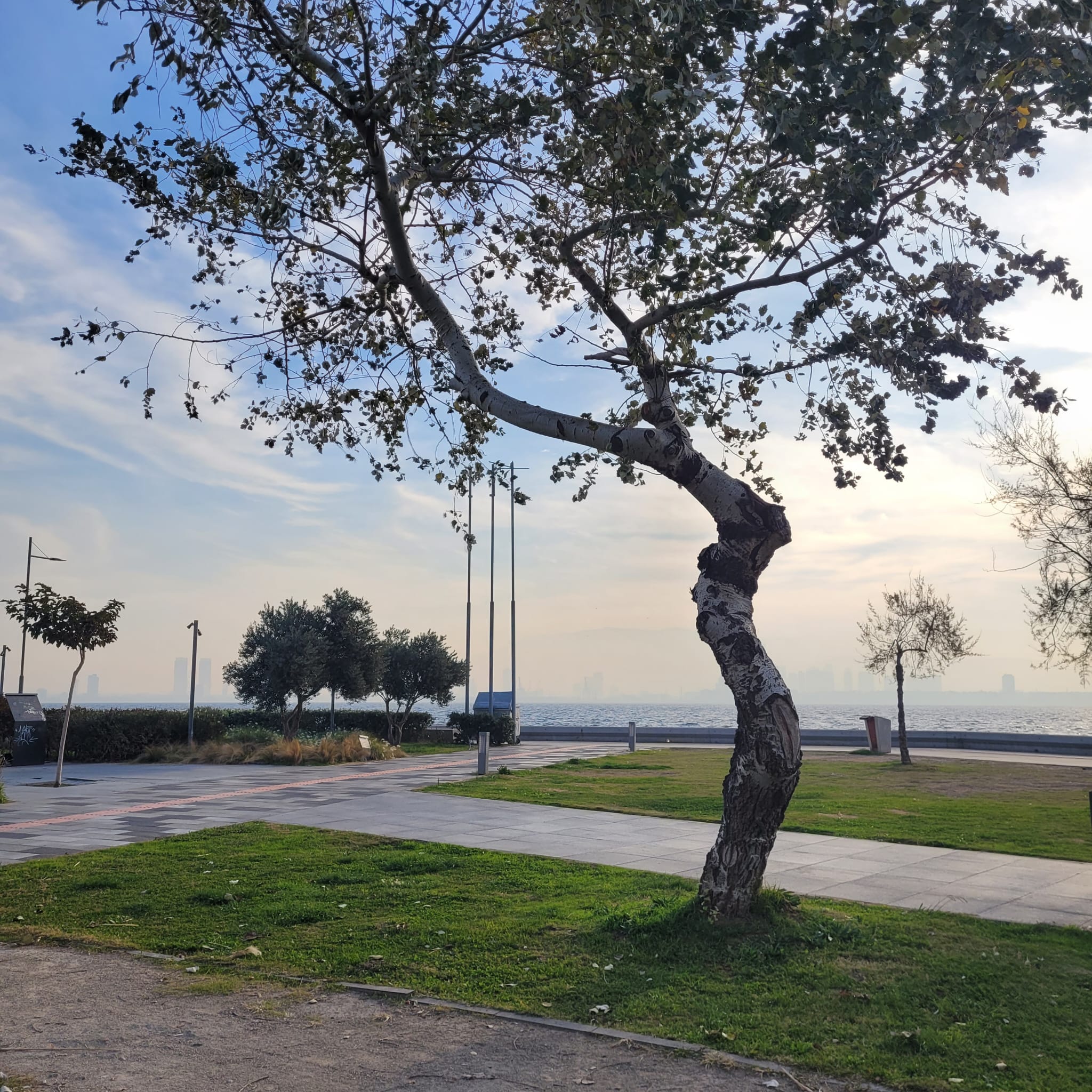 Doğal Ağaç Formları