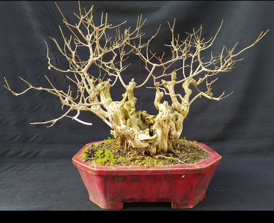 delice Zeytin Bonsai