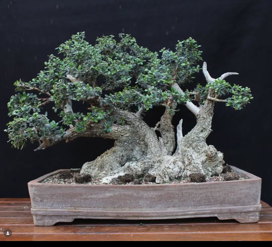 ficus tigerbark