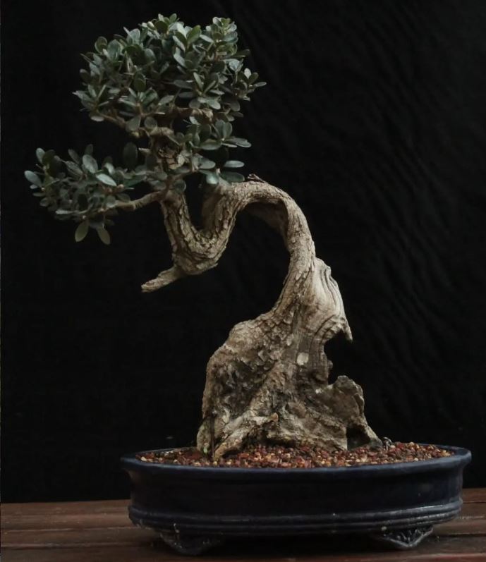 ficus tigerbark