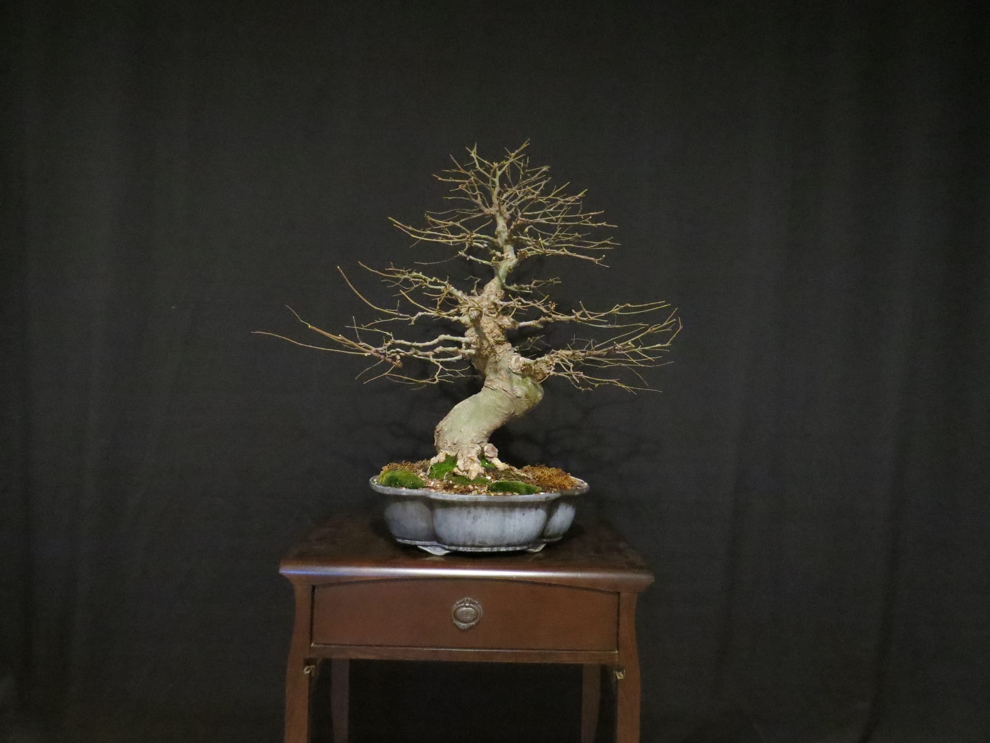 Akçaağaç Bonsai