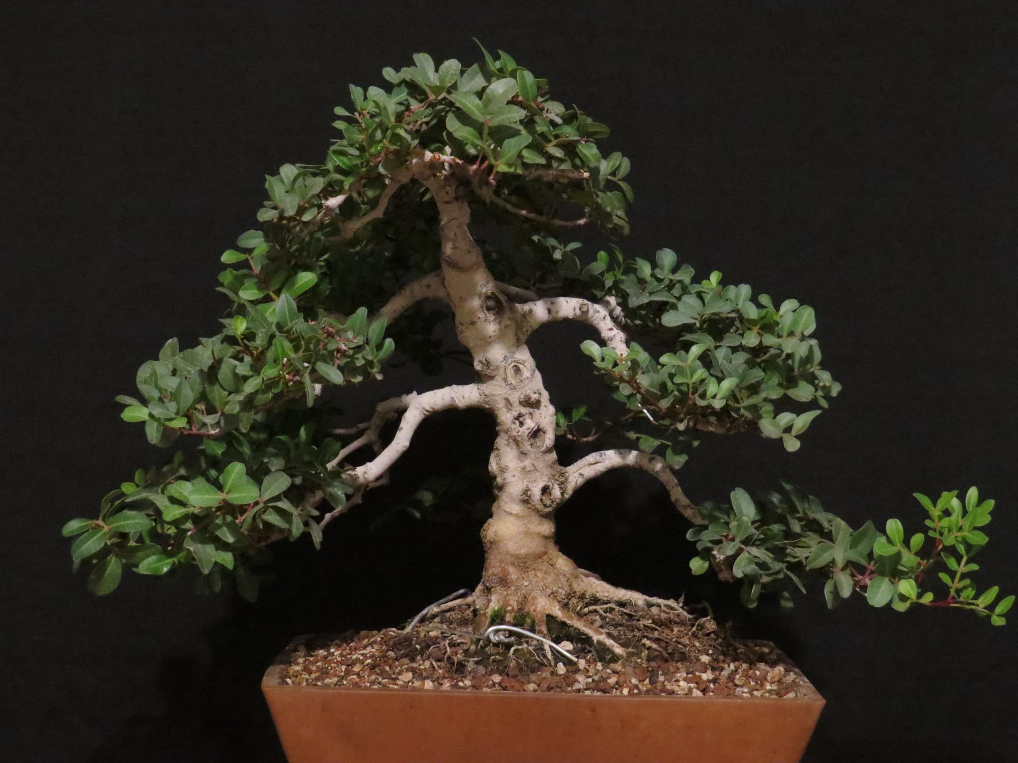 Ficus Retusa Bonsai
