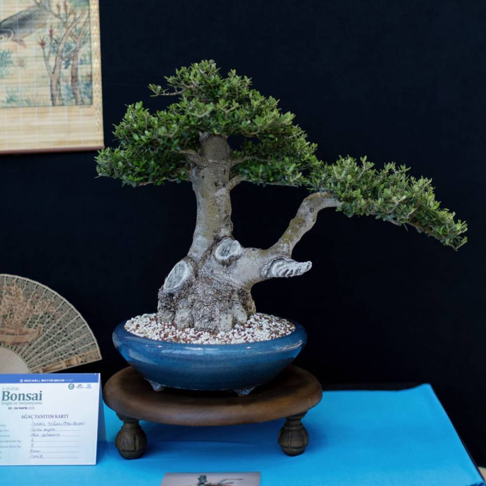 delice Zeytin Bonsai