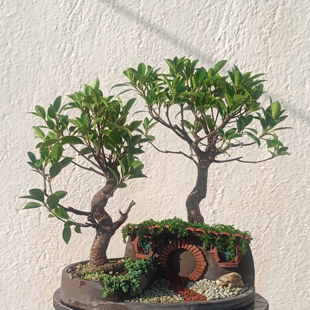 ficus tigerbark