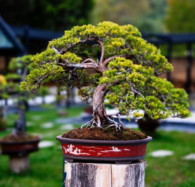 Bonsai Sergisi