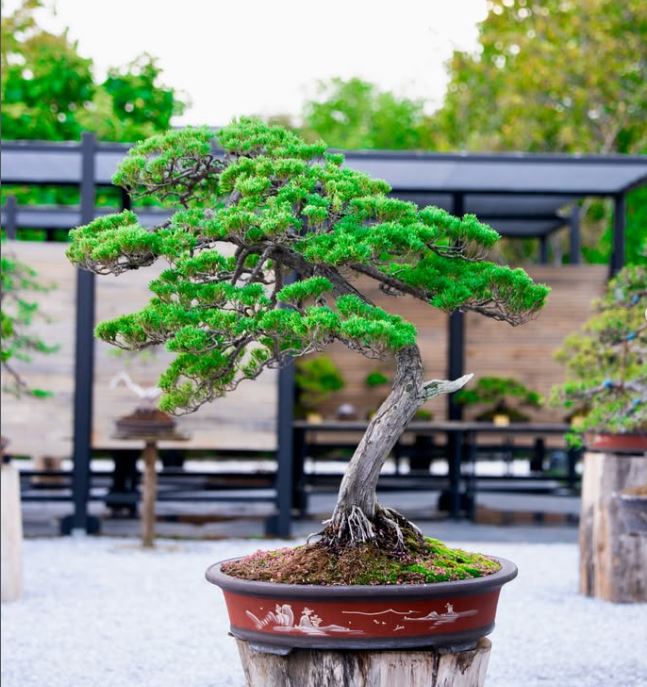 Bonsai Sergisi