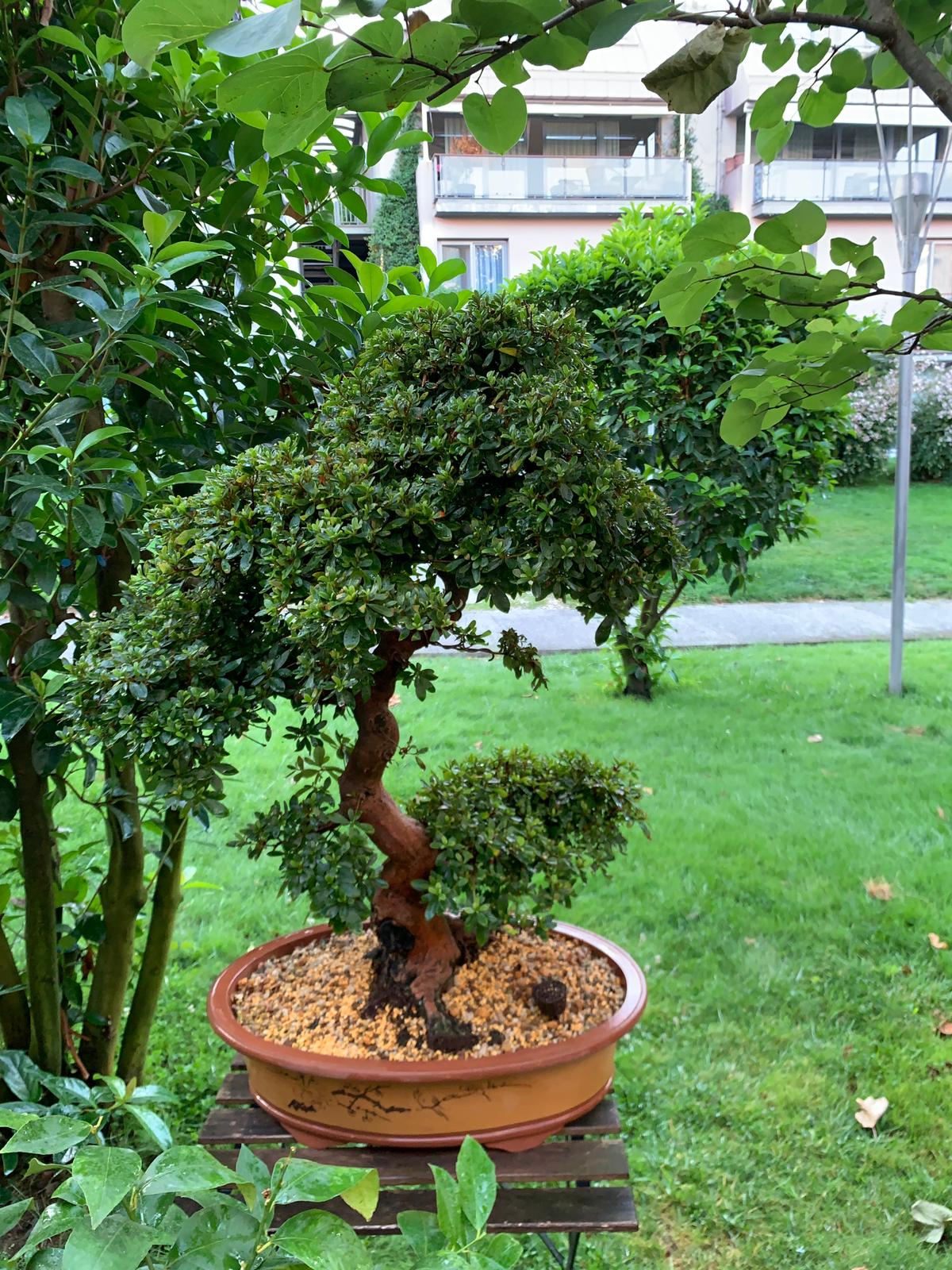 Akçaağaç Bonsai