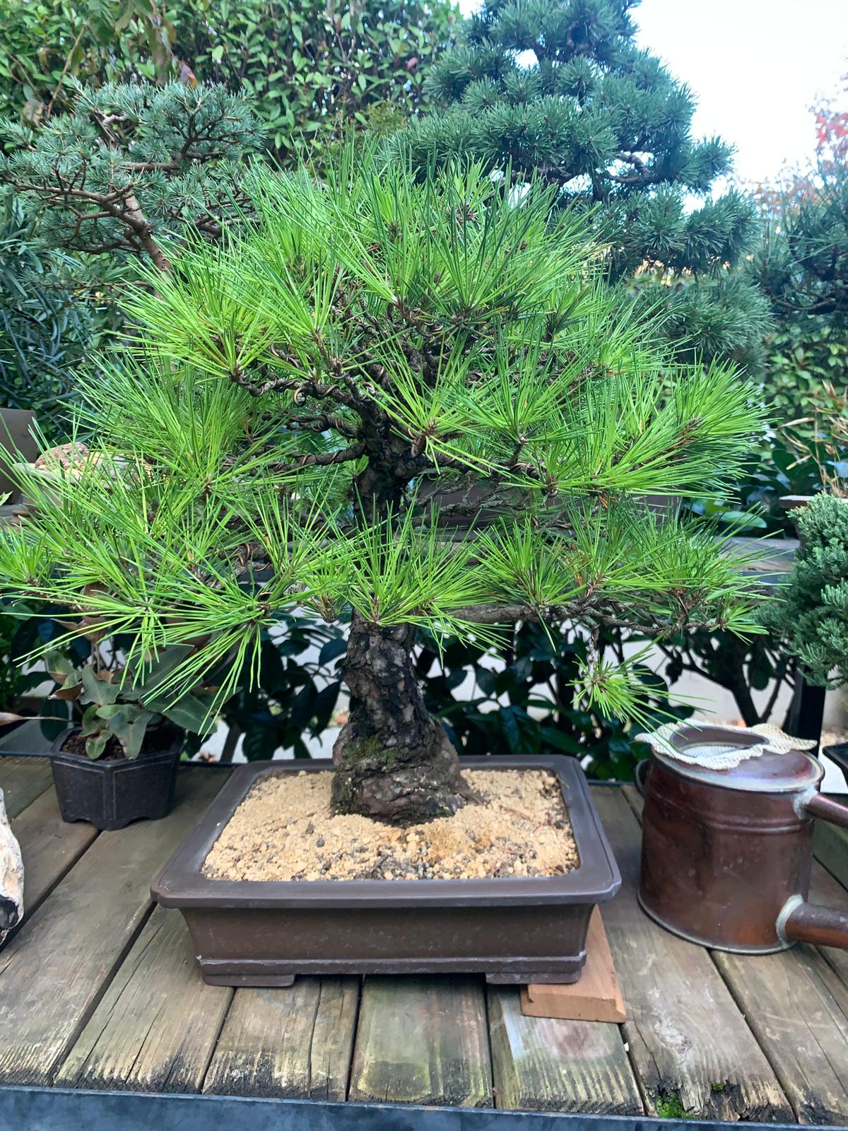 Akçaağaç Bonsai