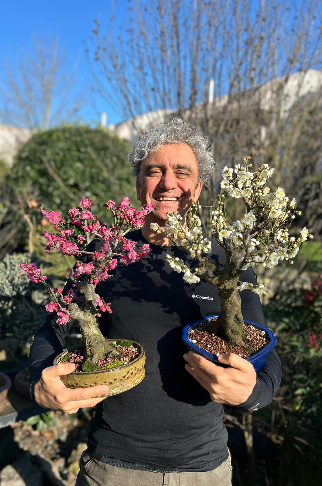 Akçaağaç Bonsai
