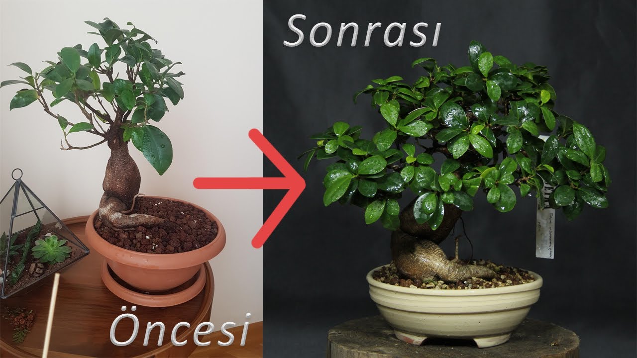 Bonsai Gözlem