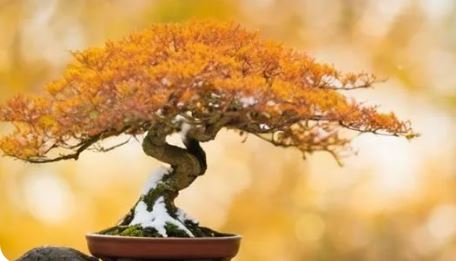 Bonsai Sonbahar Bakımı