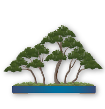 Forest Style Bonsai