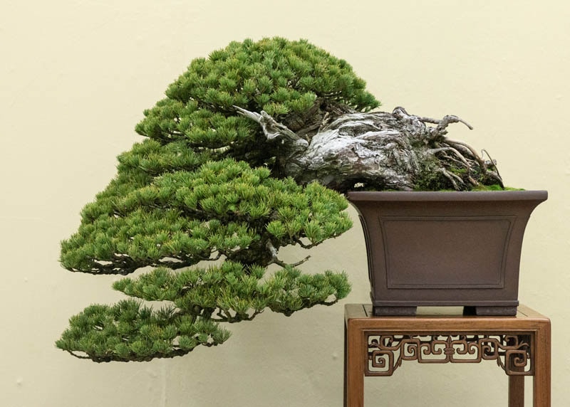 İğne Yapraklı Bonsai Türleri