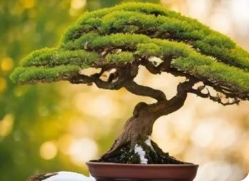 Bonsai Yaz Bakımı
